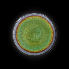 ТАРЕЛКА мелкая 10,5 265мм, синий+зеленый Corone Verde HL473250